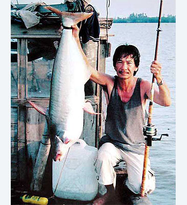 Record photograph for Pangasius krempfi